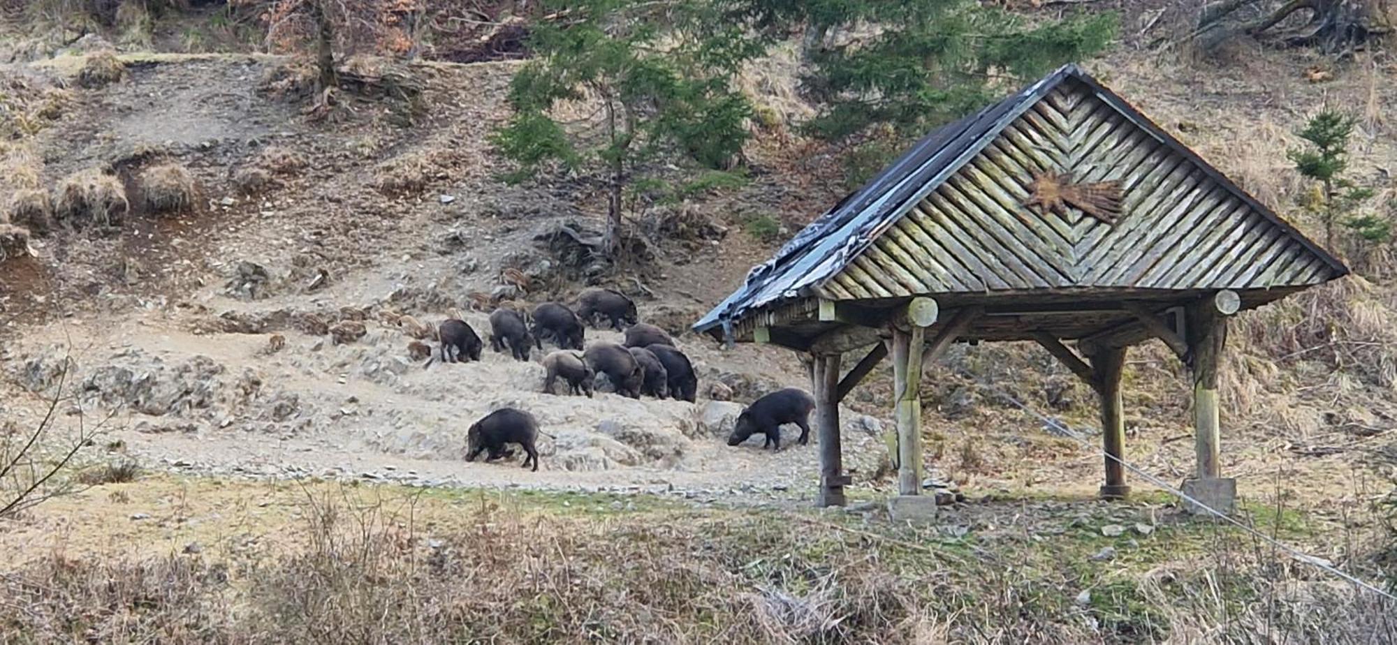 Ferienwohnung Schwarzer Hirsch Wieda Dış mekan fotoğraf