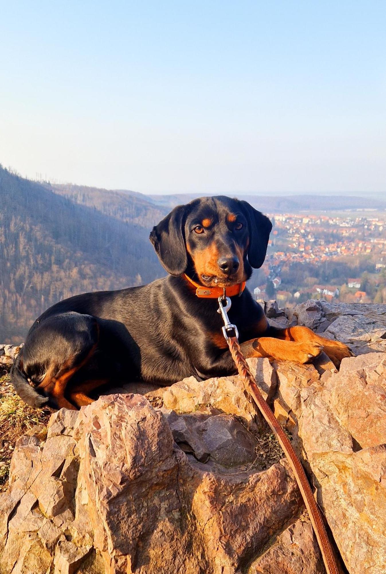 Ferienwohnung Schwarzer Hirsch Wieda Dış mekan fotoğraf